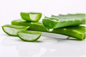 Aloe vera plant with its gel and benefits illustrated